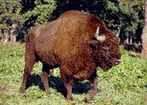 Żubr (Bison bonasus)