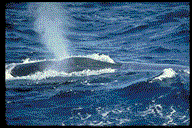 Wieloryby (Cetacea)