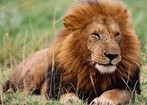 Lew (Panthera leo)