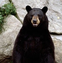 Niedźwiedź (Ursus)