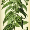Najbardziej znane rośliny lecznicze
